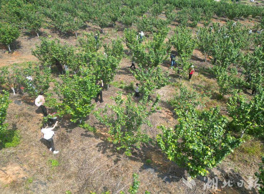 果香满枝头，游客踏春来，朱砂村樱桃园开园首日人气爆棚.docx