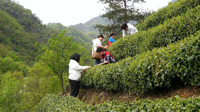 【图文】宜昌长阳：工学结合赋能乡村振兴 茶旅融合激活产业动能.doc