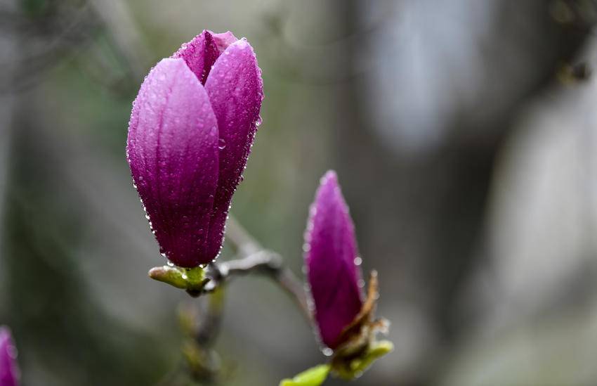 襄阳南漳：玉兰缀满街头 春日画卷徐徐展开.docx