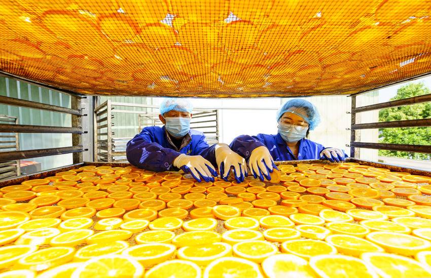 2026年4月30日，秭归县英明药业厂房，工作人员排列刚切好的脐橙片准备送入烘干房。 周仕伟 摄
