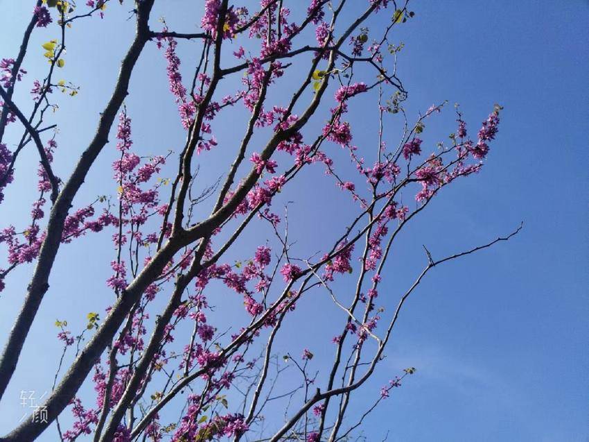 花漾三伏潭 富硒花海漫春光.docx