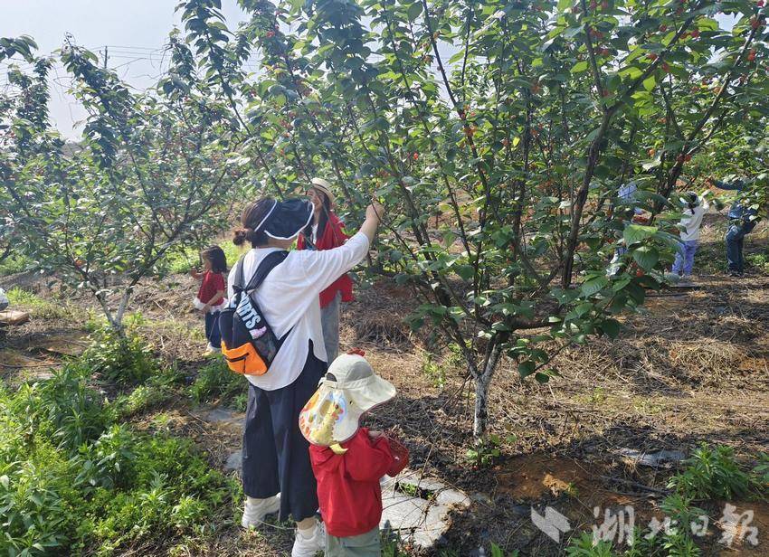 果香满枝头，游客踏春来，朱砂村樱桃园开园首日人气爆棚.docx