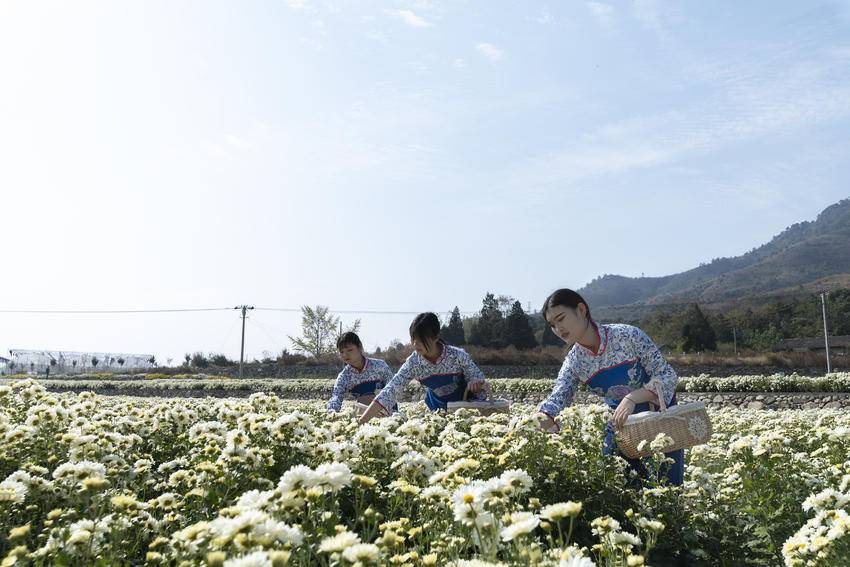 3-16 龟峰鹃红漫青山 一脉非遗耀古今.docx