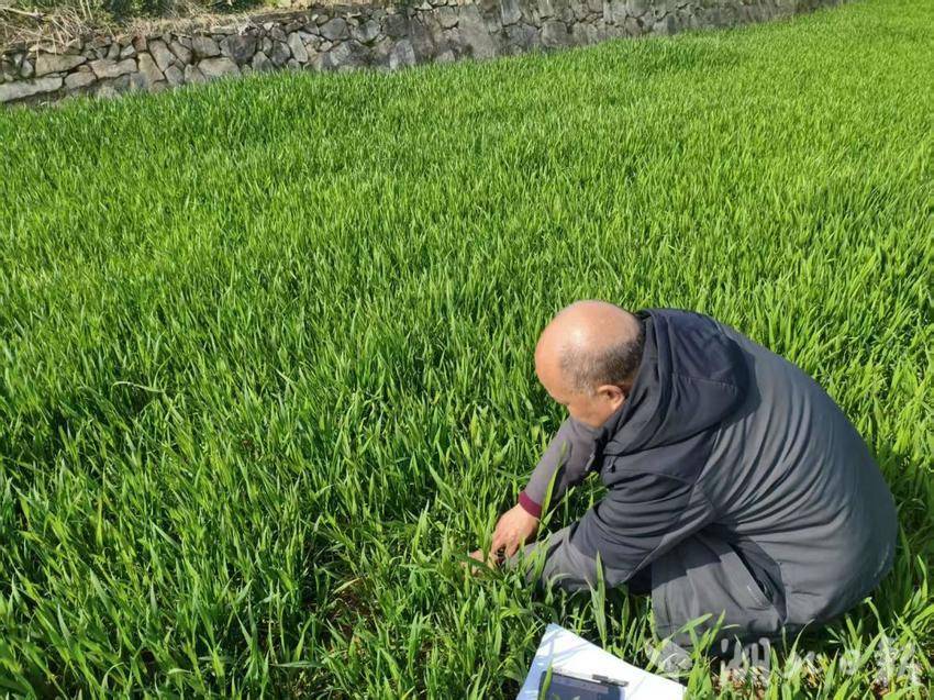 郧阳区安阳镇：抢抓农时精管理 护航麦油迎丰收.docx