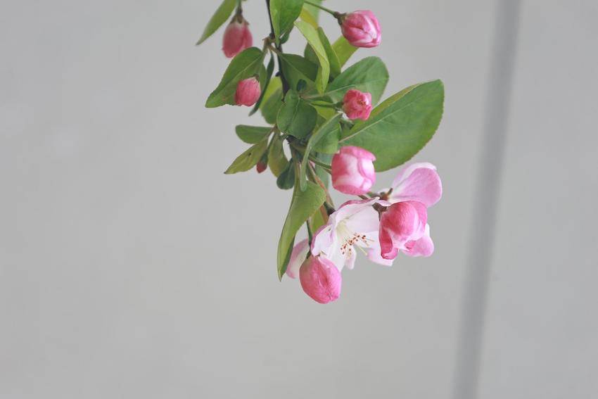 海棠花开，春意澴川！.docx