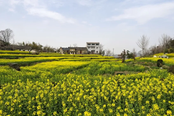 3-16 龟峰鹃红漫青山 一脉非遗耀古今.docx