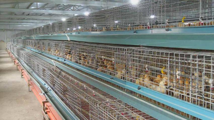 3.24-5探索“土鸡经” 育出富民路(1).docx