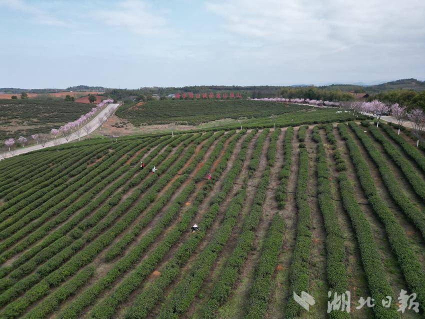 春雨润茶香 早采正当时——官桥镇朱砂村千亩茶园迎来“开门红”图文.doc