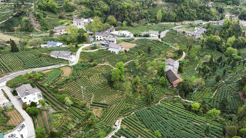 【图文】宜昌长阳：工学结合赋能乡村振兴 茶旅融合激活产业动能.doc