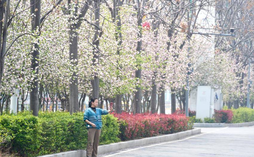 海棠花开，春意澴川！.docx