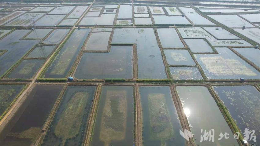 四望镇水上春耕忙.doc