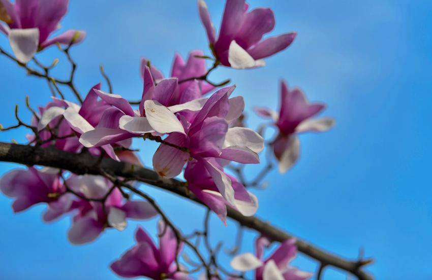 襄阳南漳：玉兰缀满街头 春日画卷徐徐展开.docx