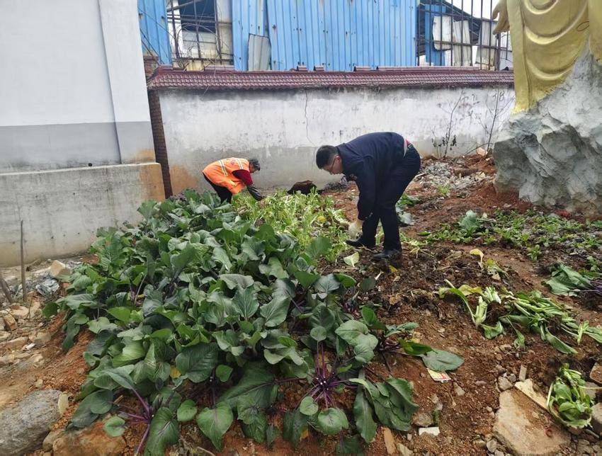 罗家桥街道：清理小菜地 织密护绿“防护网”.docx