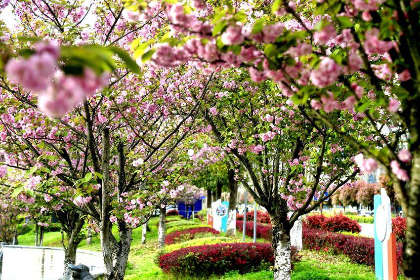 幺妹公园的樱花