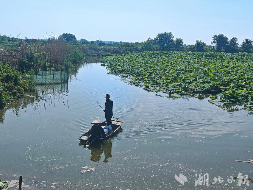 新街镇三畈村：初夏藕带采摘忙 特色产业助农增收(1).docx