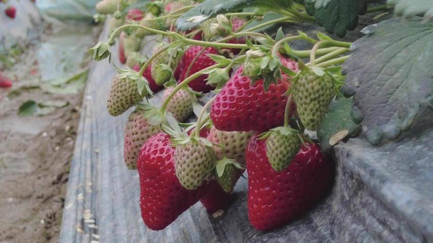 2.12-7（市台回传）“黑美人”走红  采摘正当时.docx