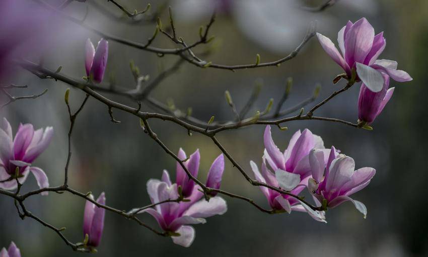 襄阳南漳：玉兰缀满街头 春日画卷徐徐展开.docx