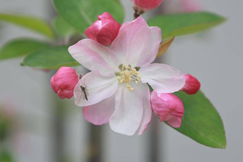 海棠花开，春意澴川！.docx