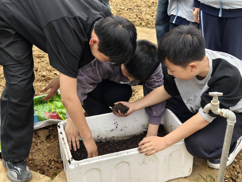 淅河第二小学光化校区开展太空种子培育实践活动.docx