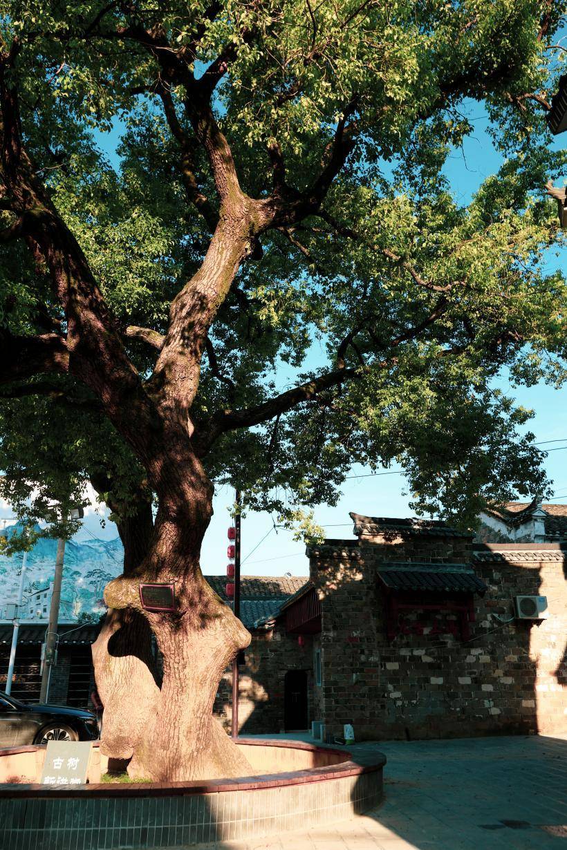 德贤村暖心策划“银发女神节”：在古韵上冯，邂逅最美春光.docx