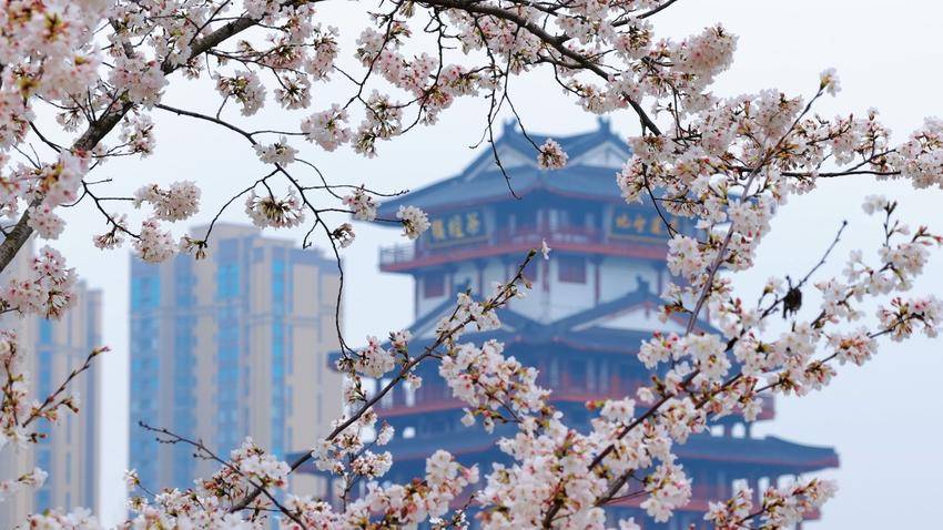 美翻了！天门最美樱花大道浪漫上线.docx