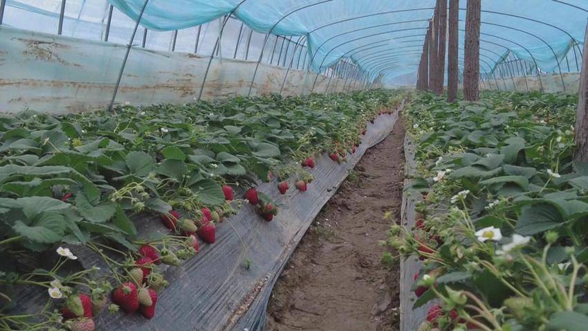 2.12-7（市台回传）“黑美人”走红  采摘正当时.docx