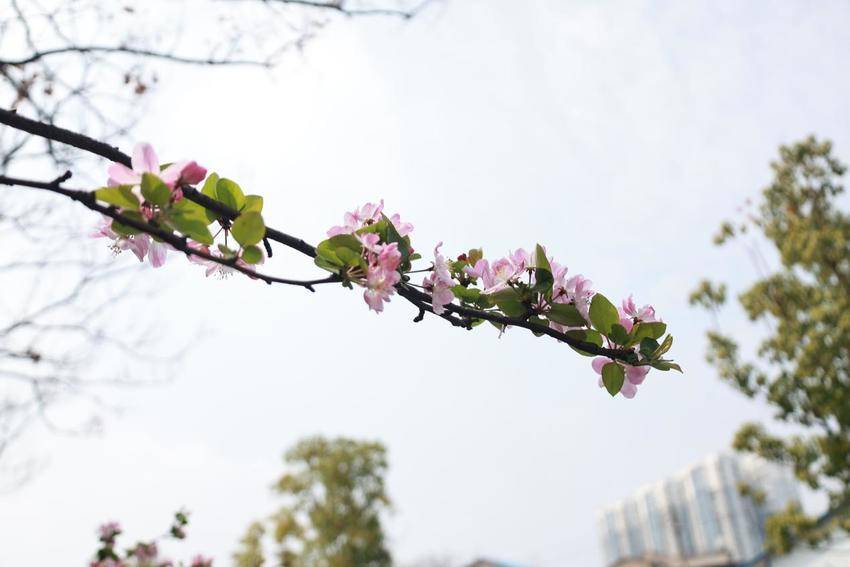 海棠花开，春意澴川！.docx