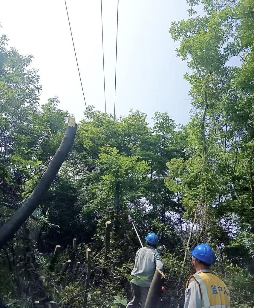 整治树线隐患 守护电网平安度夏