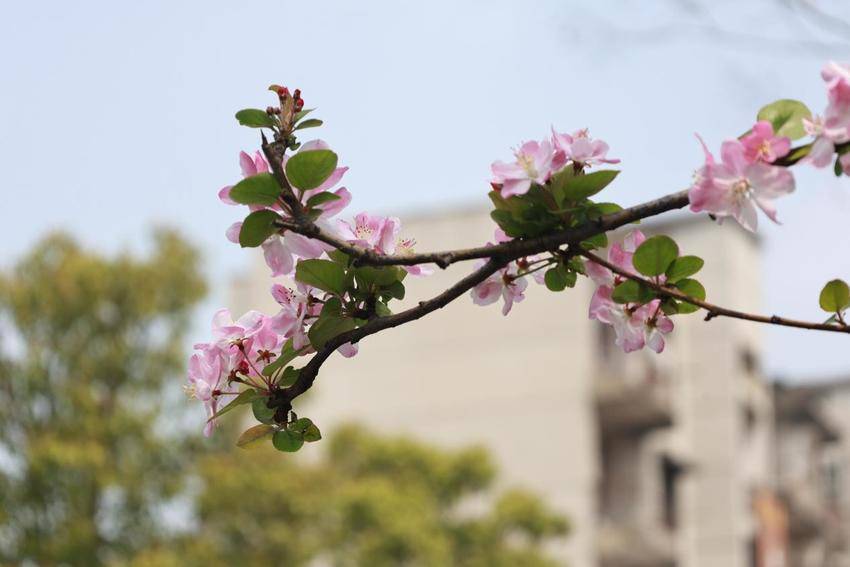 海棠花开，春意澴川！.docx