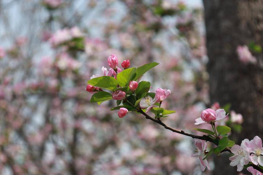 海棠花开，春意澴川！.docx