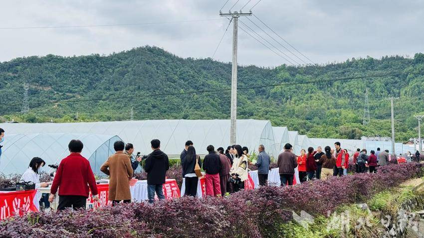 践行文明条例 共育城乡文明——罗田县匡河镇“六进六送”文明实践活动走进文斗河村、朝阳果蔬基地(1).docx