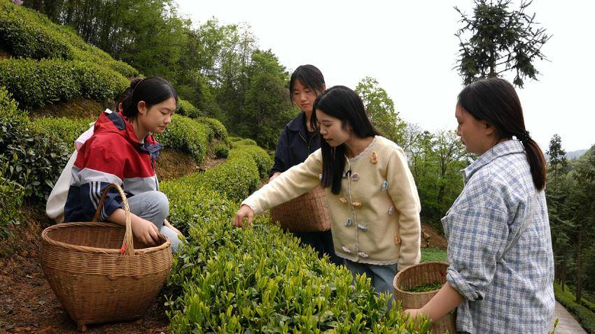 【图文】宜昌长阳：工学结合赋能乡村振兴 茶旅融合激活产业动能.doc