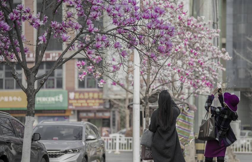 襄阳南漳：玉兰缀满街头 春日画卷徐徐展开.docx