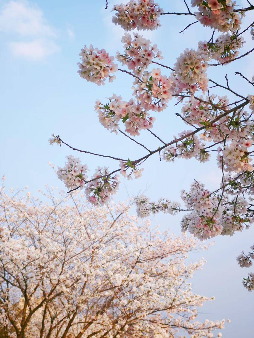 美翻了！天门最美樱花大道浪漫上线.docx