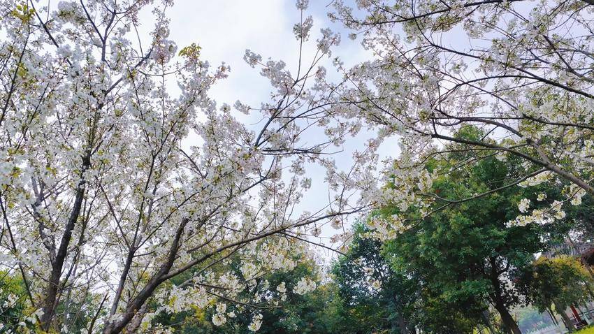 美翻了！天门最美樱花大道浪漫上线.docx