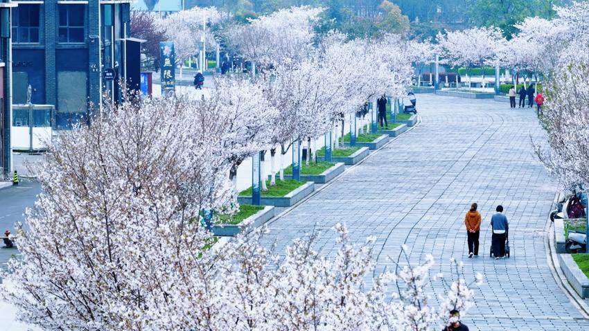 美翻了！天门最美樱花大道浪漫上线.docx