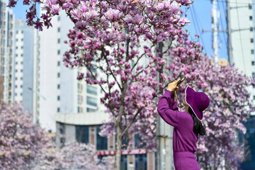 襄阳南漳：玉兰缀满街头 春日画卷徐徐展开.docx