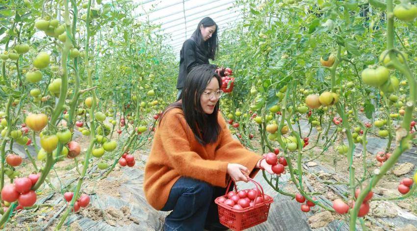 安陆市烟店镇李白村：科技赋能，绘就农旅融合“新画卷”.docx