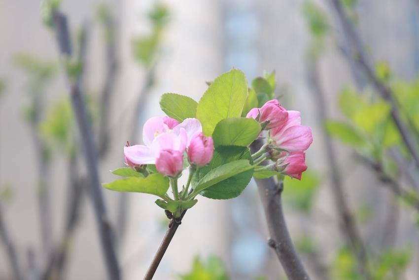 海棠花开，春意澴川！.docx