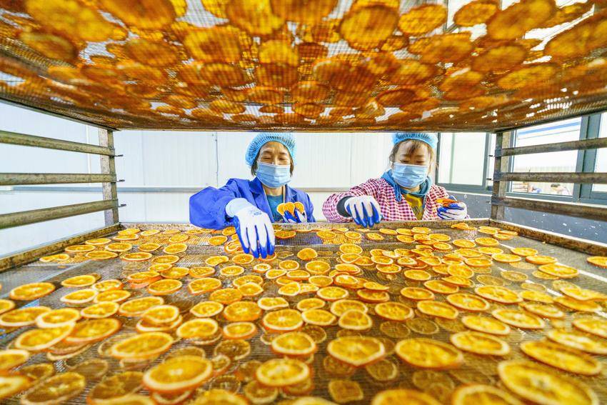 2026年4月30日，秭归县英明药业厂房，工作人员挑选烘干后的脐橙片。 周仕伟 摄