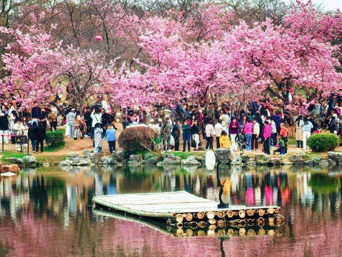 来武汉看樱花（2026.3.10修改）.docx