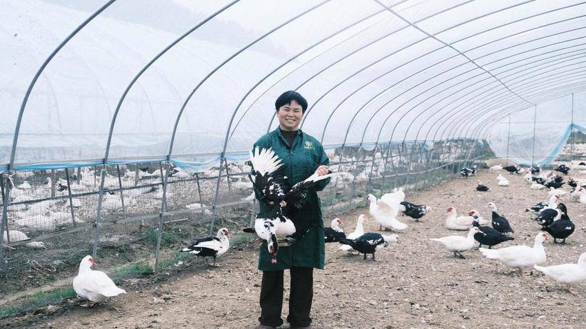 仙岛湖畔的“屯鸟妈妈”.docx