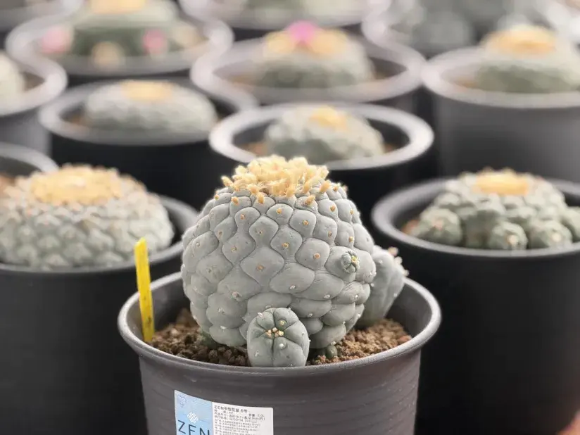 新建 DOCX 文档.docx