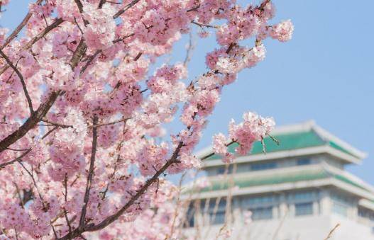 来武汉看樱花（2026.3.10修改）.docx