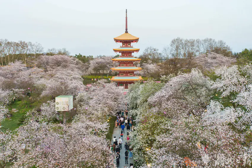 东湖樱花园