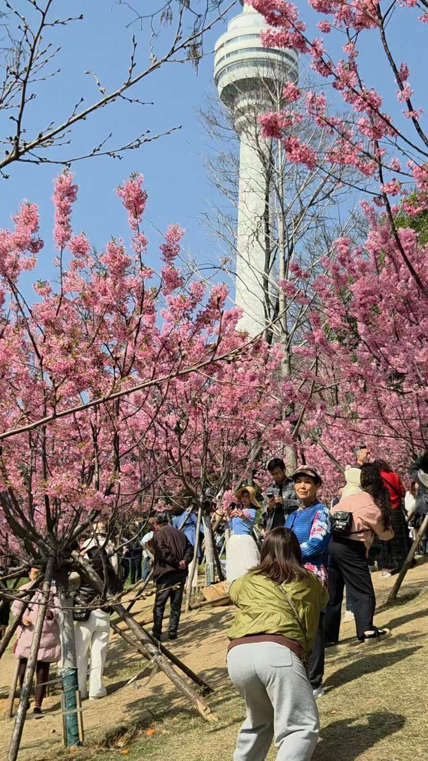 龟山公园下樱花