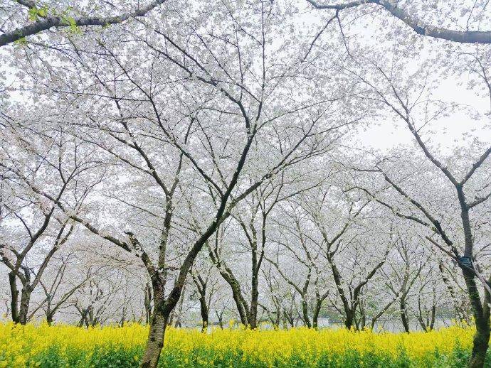 来武汉看樱花（2026.3.10修改）.docx