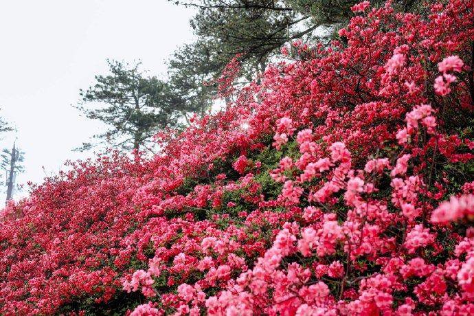 4月乘坐新城快线 城际铁路一站式解锁赛事演唱会花海.docx