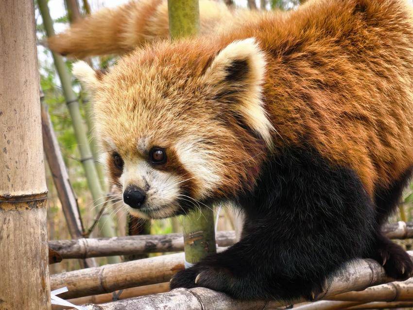 3.30轨道交通串联都市圈 双园万兽齐聚新地标 鄂州灵玲野生动物王国今日开园（修改3.31）.docx