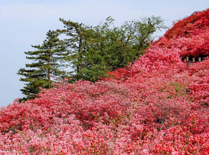 清明假期乘坐“新城快线”，一键直达武鄂黄黄春天花海（4.3日修改定）.docx
